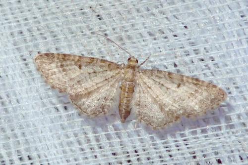 Réf. 183 337 : Eupithecia subfuscata